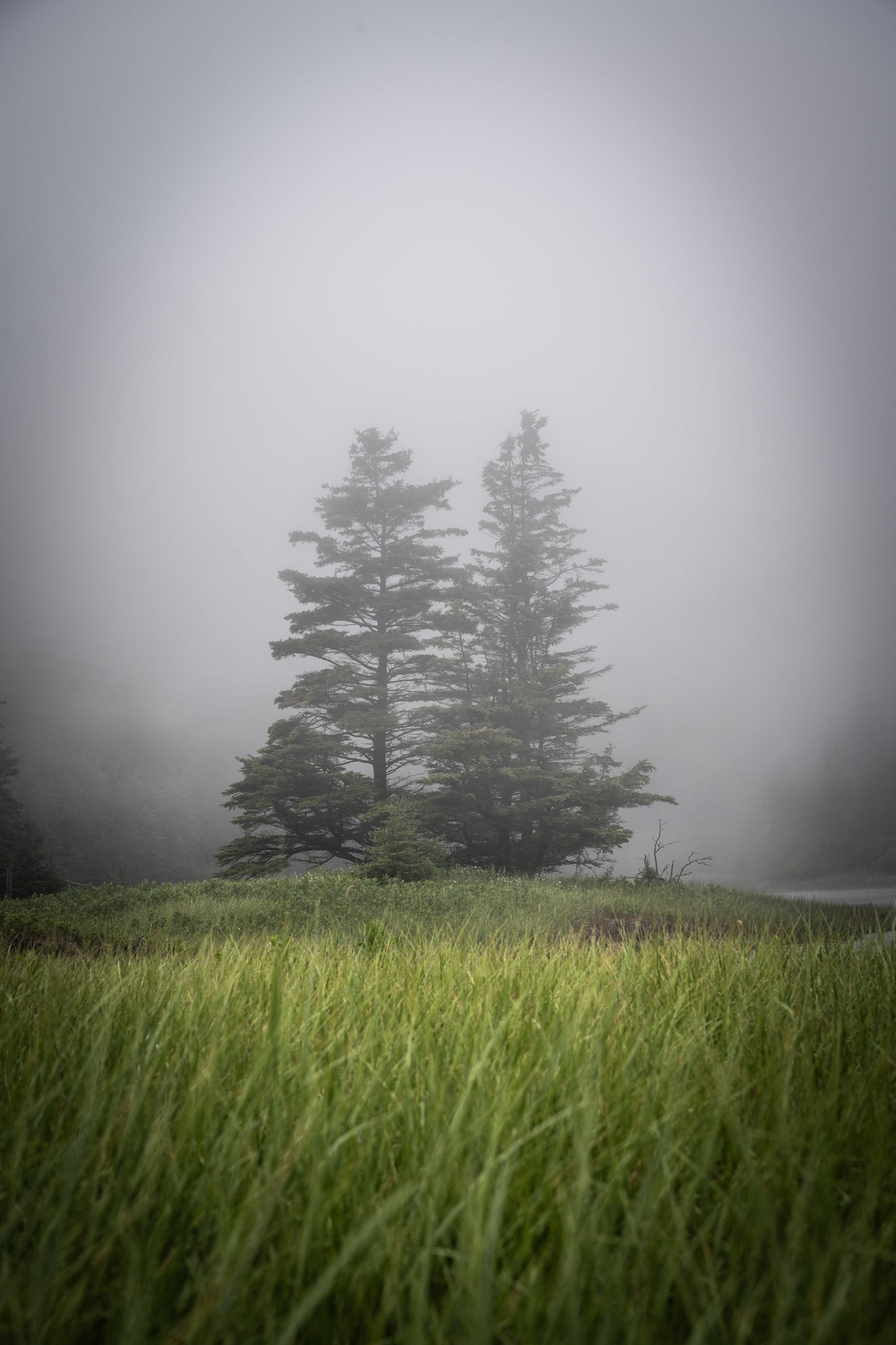 Two Trees in the Fog | Bar Harbor Maine Coastal Landscape Fine Art Photography Print