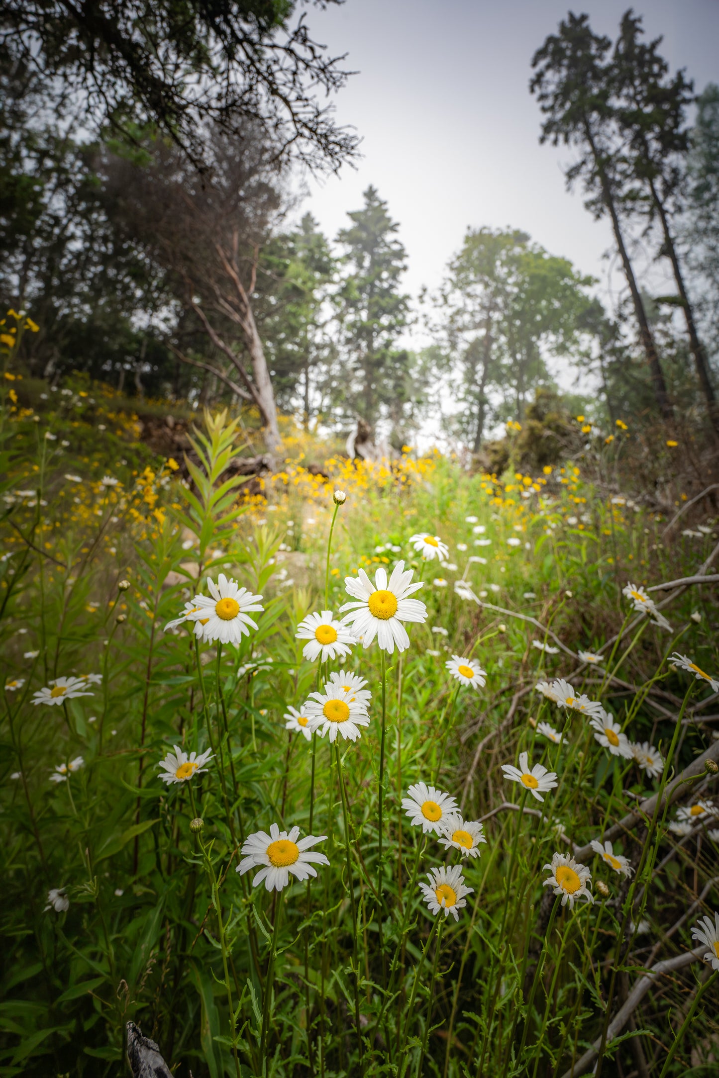 Wild Maine Daisies | Bar Harbor Maine Coastal Landscape Fine Art Photography Print