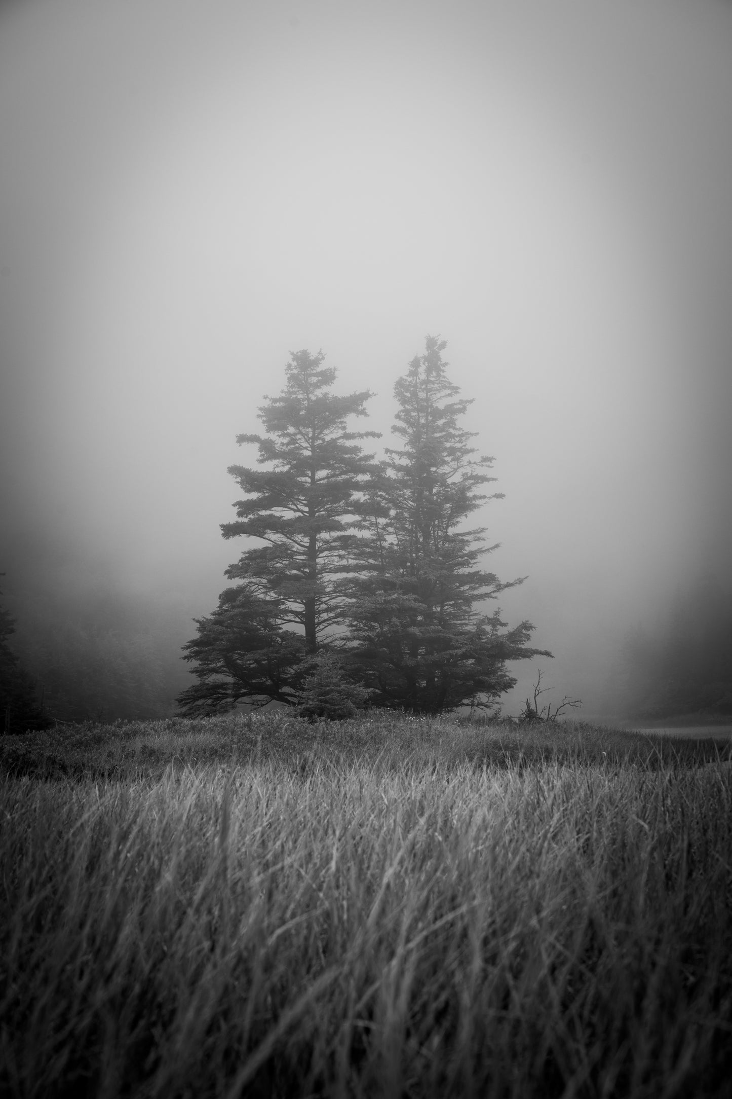 Two Trees in the Fog black & white | Bar Harbor Maine Coastal Landscape Fine Art Photography Print (Copy)