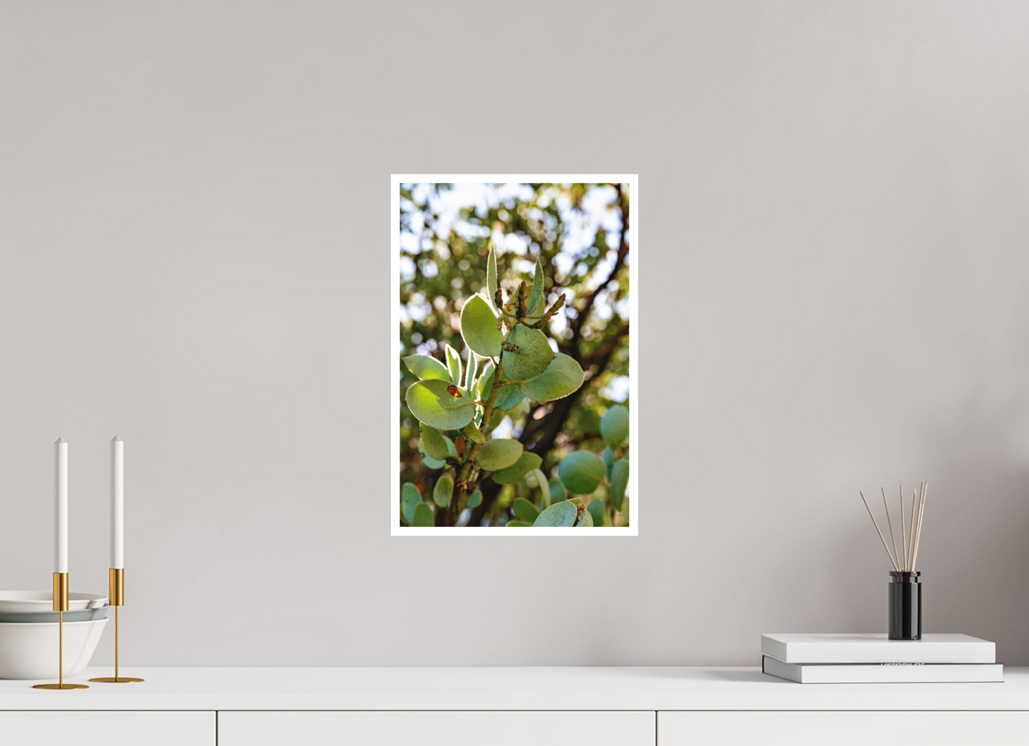 10 x 15″, Matte Prints for shopfy Close Up Manzanita Tree – Yosemite National Park Fine Art Print | Nature Photography Wall Décor
