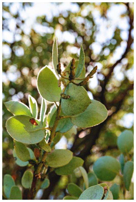 Main image Close Up Manzanita Tree – Yosemite National Park Fine Art Print | Nature Photography Wall Décor