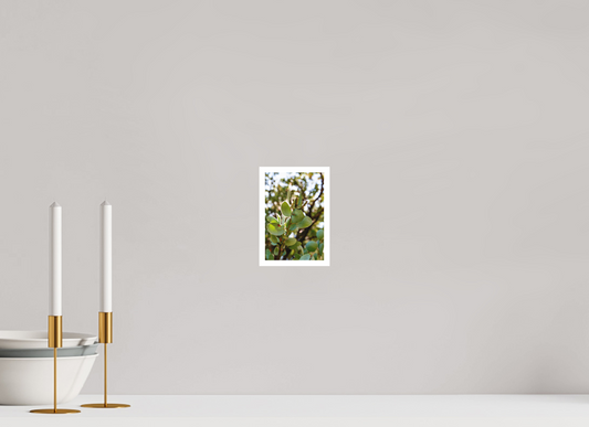 4 x 6″, Matte Prints for shopfy Close Up Manzanita Tree – Yosemite National Park Fine Art Print | Nature Photography Wall Décor