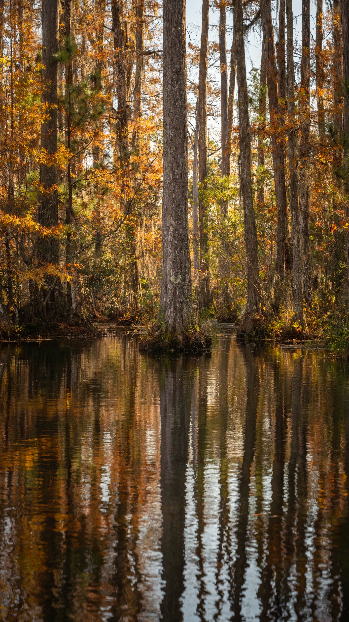 CYBERPRESS SWAMP  | SOUTH CAROLINA - Landscape Fine Art Photography Print