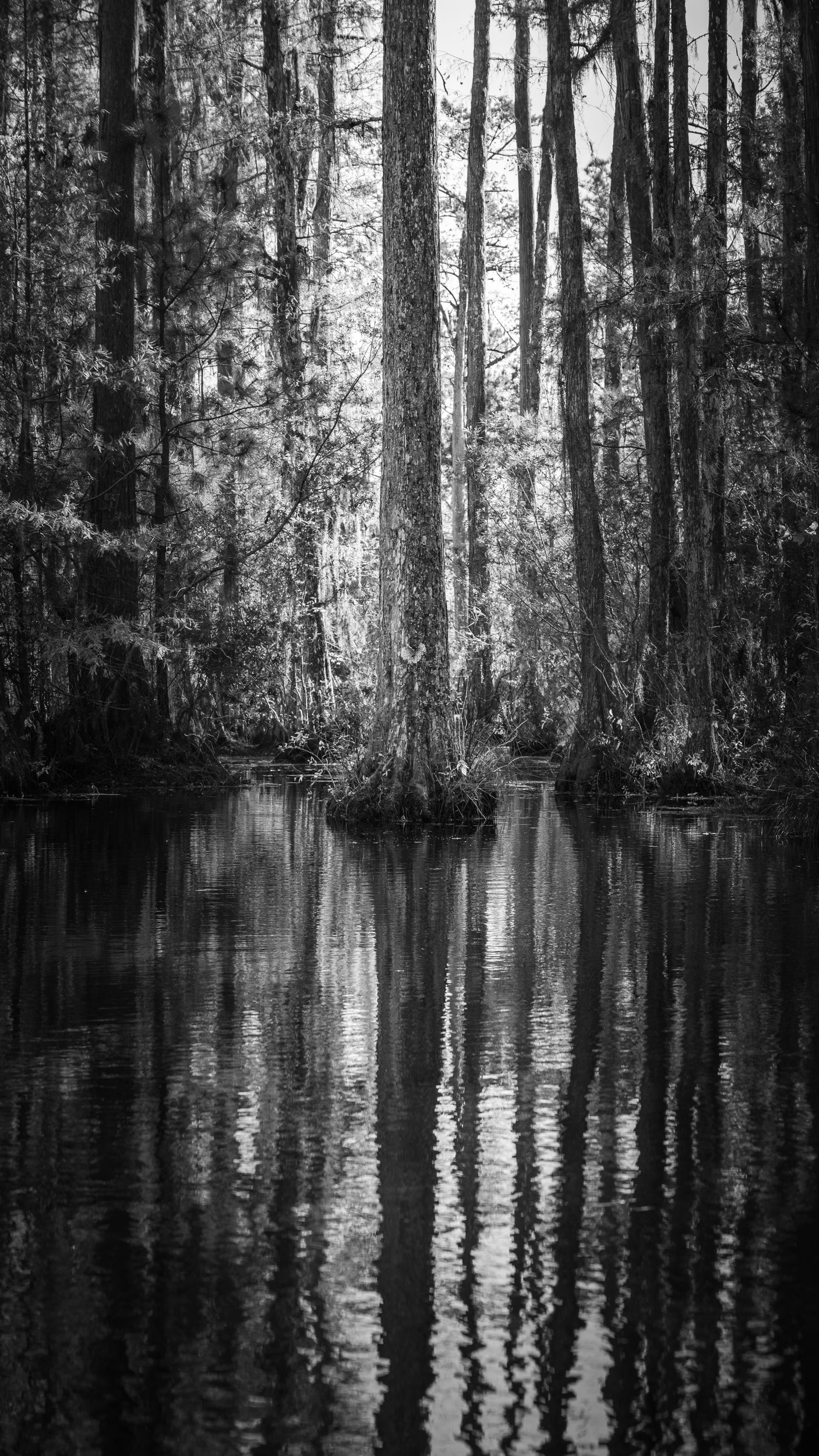 CYBERPRESS SWAMP Black and White | SOUTH CAROLINA - Landscape Fine Art Photography Print