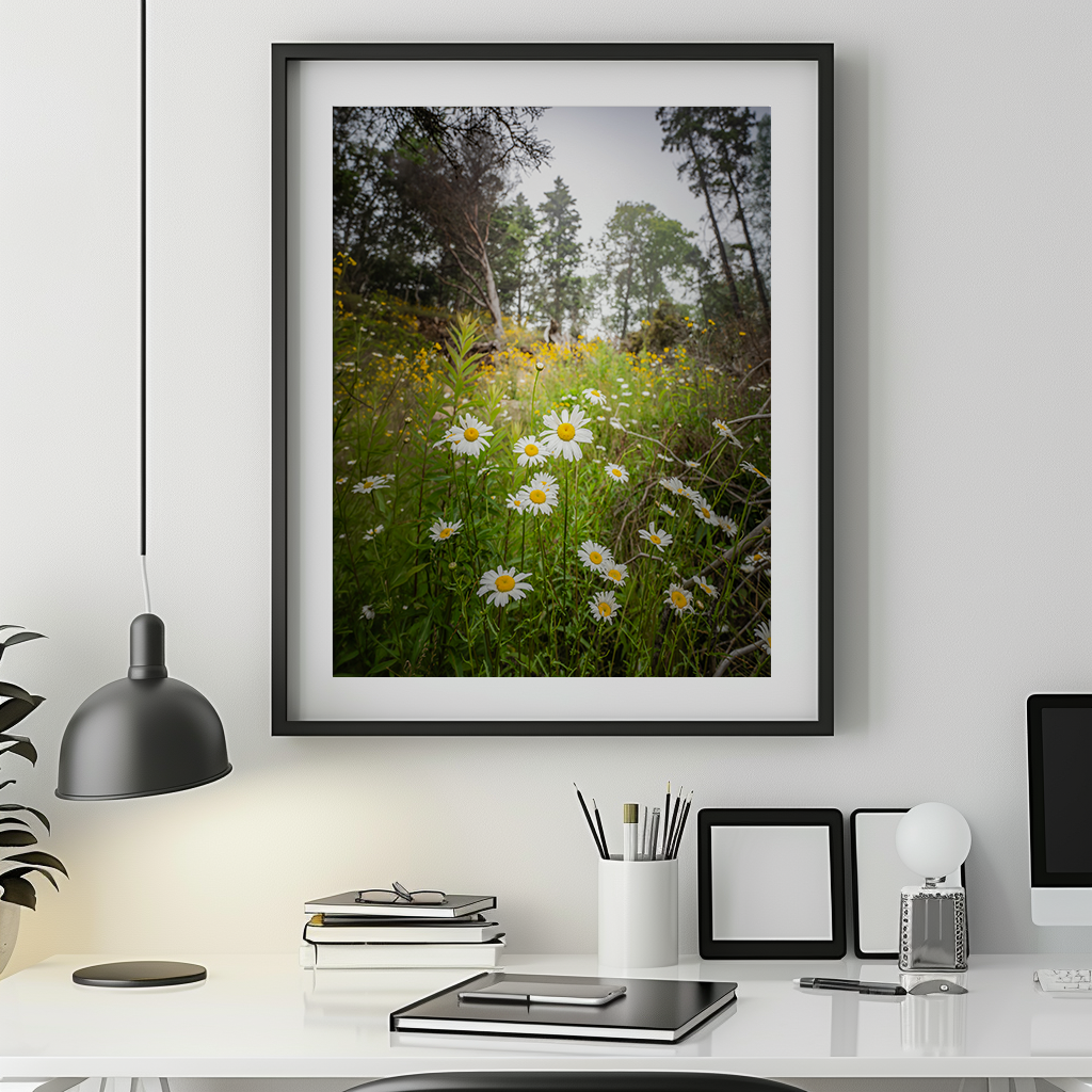 Wild Maine Daisies | Bar Harbor Maine Coastal Landscape Fine Art Photography Print